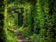 Тунель кохання на Рівненщині потерпає від туристів (фото)