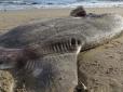 З архіву ПУ. Гігантську страховидну потвору викинув океан на пляж Південної Каліфорнії (відео)