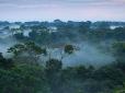 Світ перевернувся: Тропічні ліси почали отруювати атмосферу