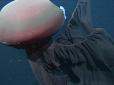 Гігантського монстра з 10-метровими щупальцями спіймали на камеру у морській глибині (відео)
