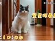 Бідолаха так і задрімала біля монітора: Кішка цілу ніч терпляче чекала на відеодзвінок від господаря (відео)