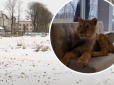 Люди бояться випускати дітей на вулицю: На Прикарпатті жителів села тероризує лев, який тікає від господаря (відео)