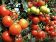 Помідори плодоноситимуть до пізньої осені, якщо виконаєте ці чотири правила
