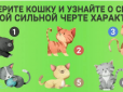 Психологічний тест за картинкою: Виберіть кота і дізнайтеся, яка ваша найсильніша риса характеру