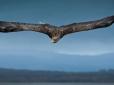 Пів століття зусиль фахівців: Найбільший орел у світі повертається до Європи (фото)