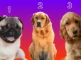 Психологічний тест: Виберіть собаку та дізнайтеся свої приховані якості