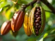 Така солодка новина: Після дворічного зростання обвалилися світові ціни на какао - шоколад дешавшатиме