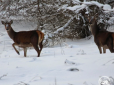 Природа бере своє: У Чорнобильському заповіднику - справжній оленячий бум