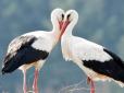 Вони повертаються: Коли чекати на лелек в Україні у 2026 році
