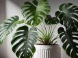 Підійдуть всім! Найкращі кімнатні рослини для людей, у яких немає часу на догляд