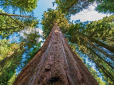 116 метрів до неба: Історія найвищого дерева у світі, яке ховають від туристів