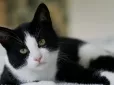Відповідь здивує! Чи можна котам давати їсти тунець